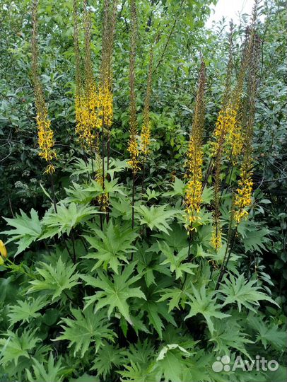 Сесюринхий Бадан Хелоне Зверобой