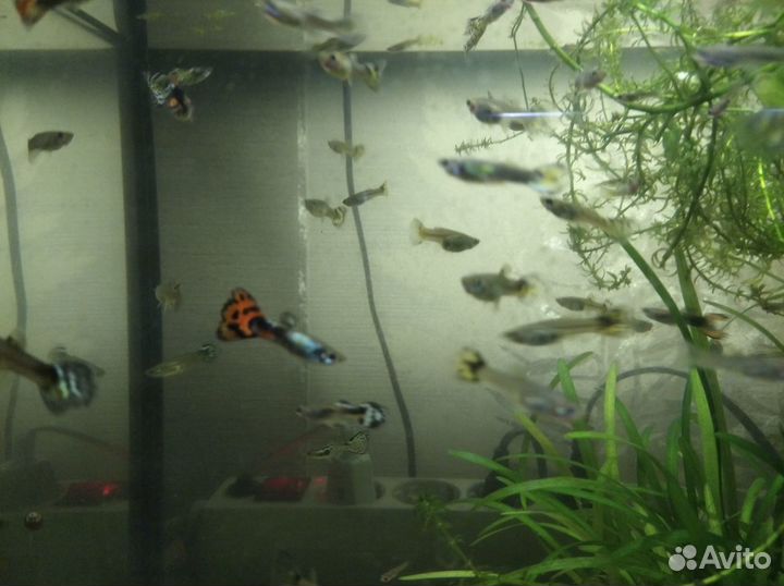 Аквариумные рыбки