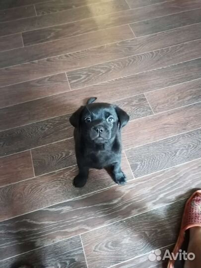 Собака в добрые руки отдам бесплатно