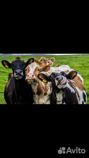 Коровы дойные молочные