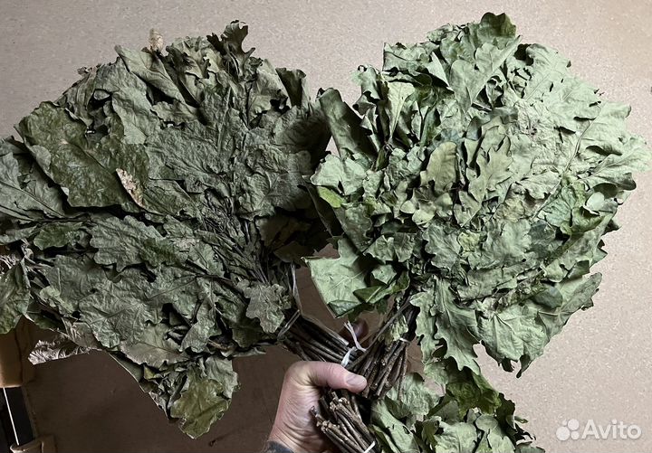 Веники дубовые