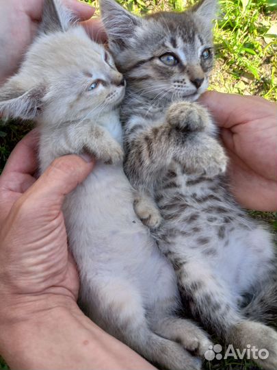 Котята в добрые руки