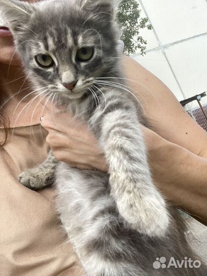 Котенок девочка