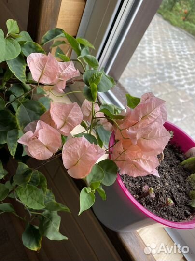 Бугенвиллии разные сорта