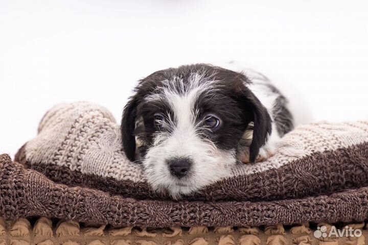 Редкий бело-чёрный Джек Рассел терьер брокен