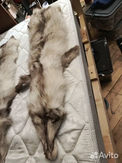 Шкура полярной лисицы
