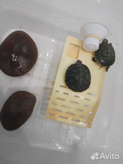 Черепашки водные