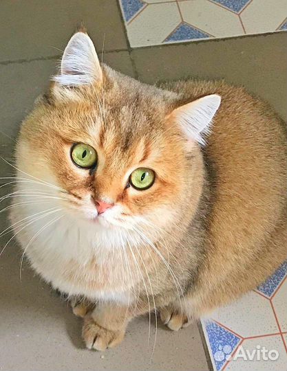 Котик для вязки