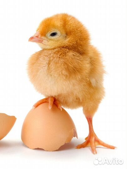 Комбикорм от завода опт