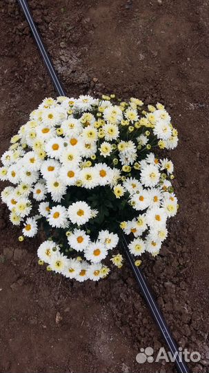 Хризантемы мультифлора