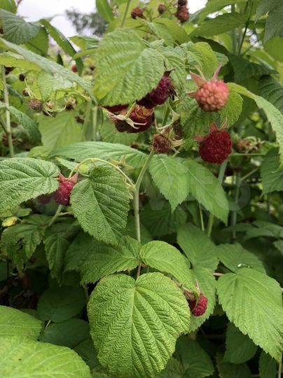 Участок 10,1 сот. (СНТ, ДНП)