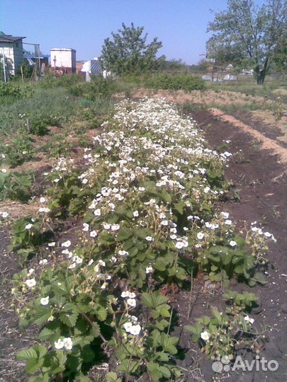 Гибрид земляника + клубника земклуника Пенелопа