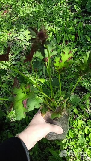 Гейхера астильба хоста