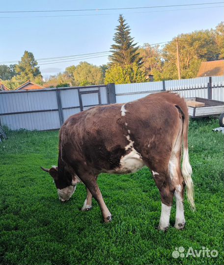 Телка 1.4 года