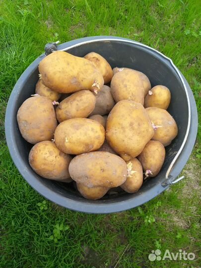Продам картофель домашний