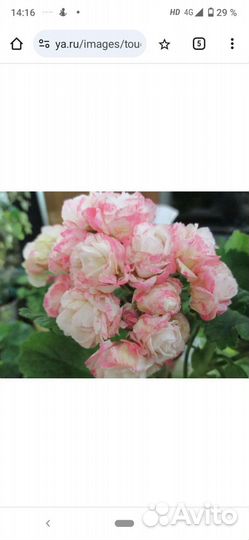 Пеларгонии сортовые