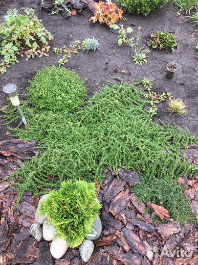 Астра вересковая