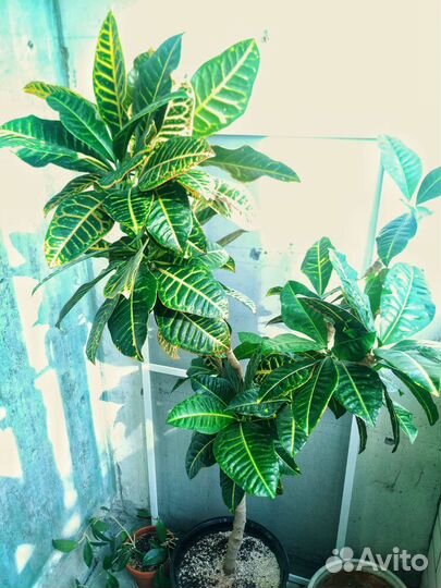 Кодиеум кротон