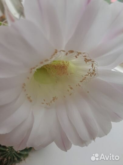 Комнатные цветы отростки