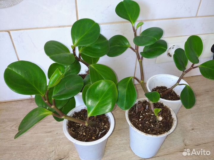 Пеперомия туполистная