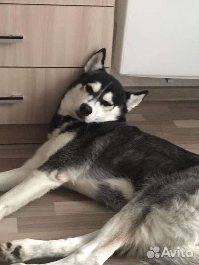 Сибирский хаски