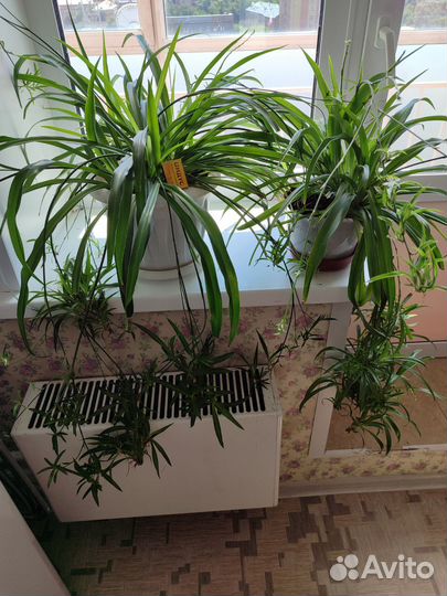 Хлорофитум