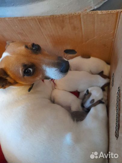 Щенки джек Рассел терьер гладкошерстный