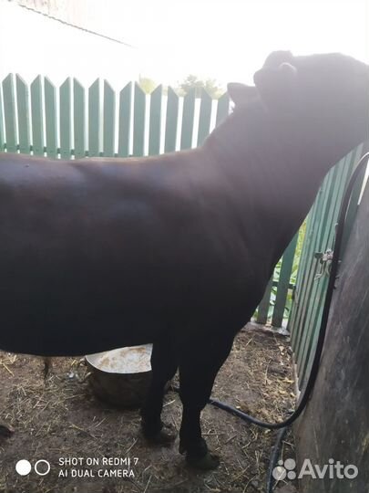 Бык и телята