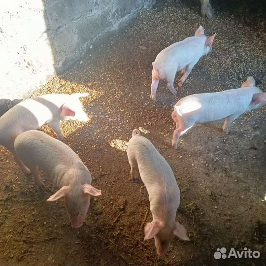 Поросята