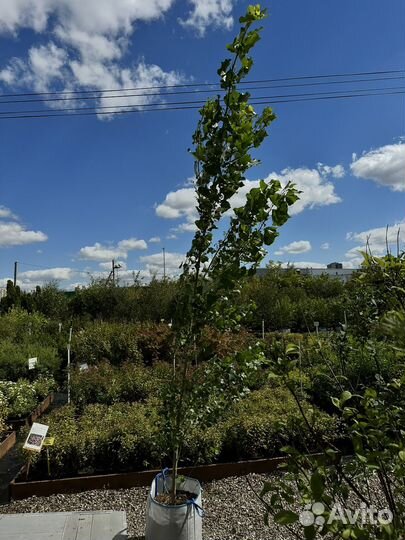 Тополь берлинский 2,8-3 метра