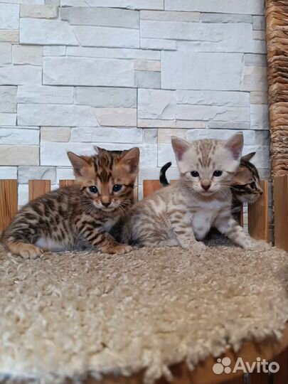 Бенгальские котята