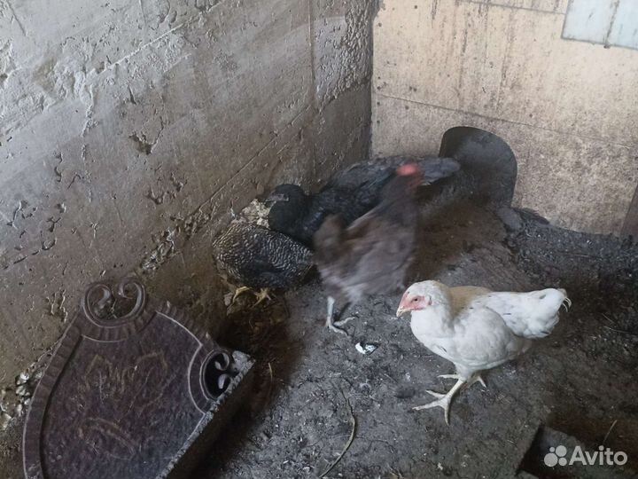 Петушки,курочки,циплята