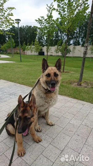 Передержка животных