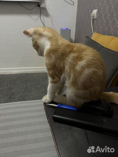 Рыжий котенок в дар