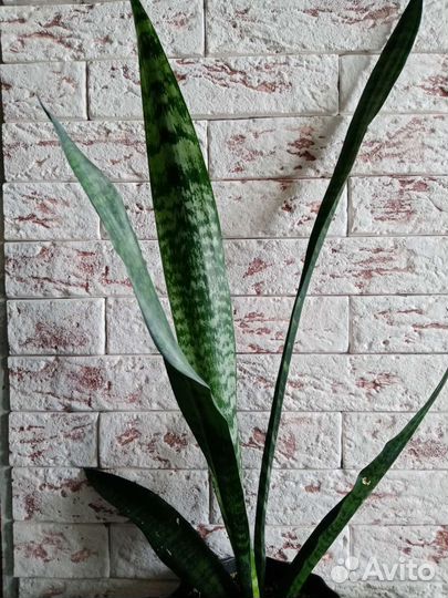 Сансевиерия