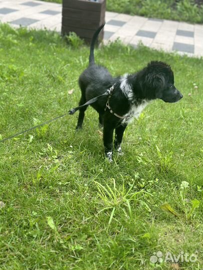 Щенок в добрые руки