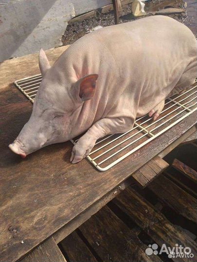 Забой свиней