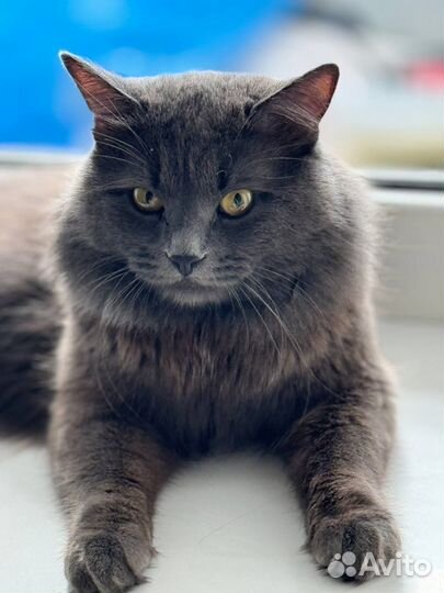 Котик серый