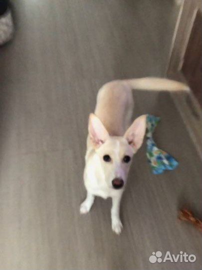 Собака дворняга