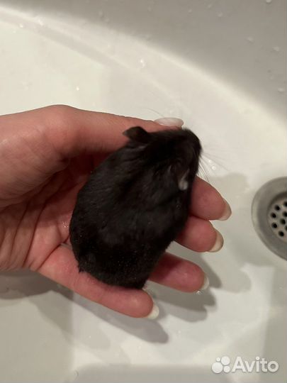 Хомяк. Не кусается. Продажа/Передержка