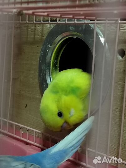 Птенец чех ввп