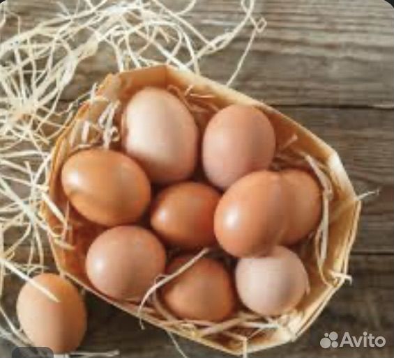 Домашние куриные яйца