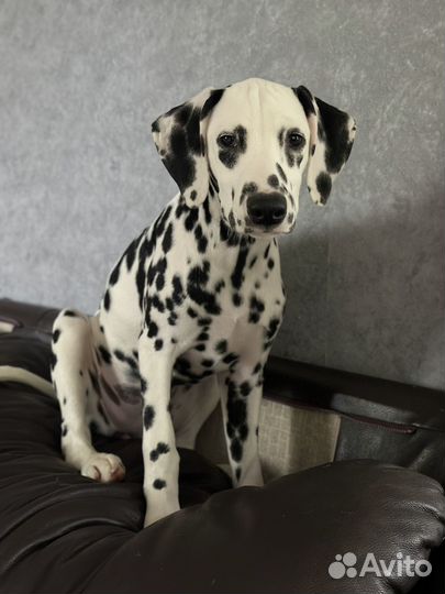 Далматины для фотосессии