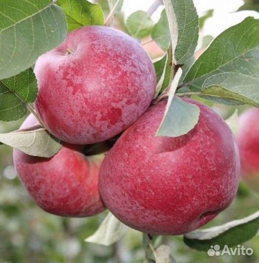 Саженцы яблони Лобо