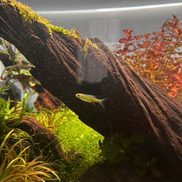 Аквариумные рыбки Расбора Куботай