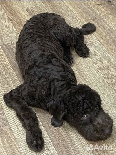 Уход за животными