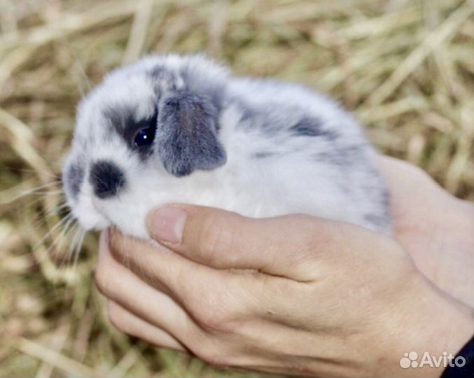 Кролики карликовые минилопы и рексы