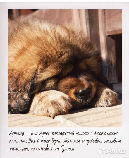 Тибетский мастиф щенки