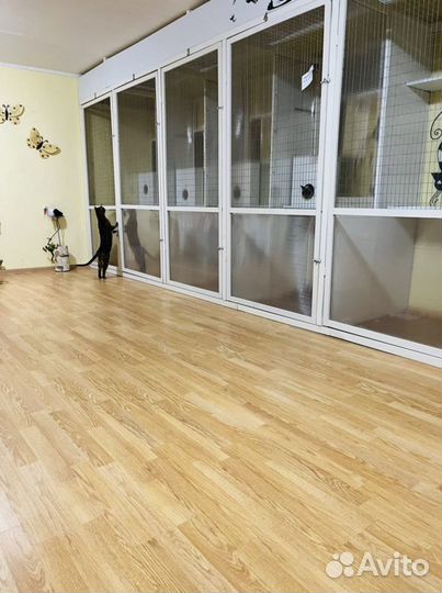 Гостиница для животных, передержка-кошек, собак