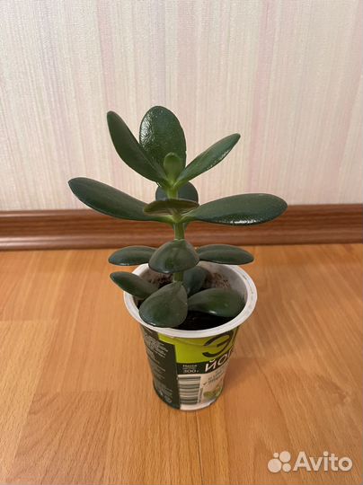 10 цветов цена за всё